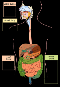 digestive_system_diagram_sk.svg.png
